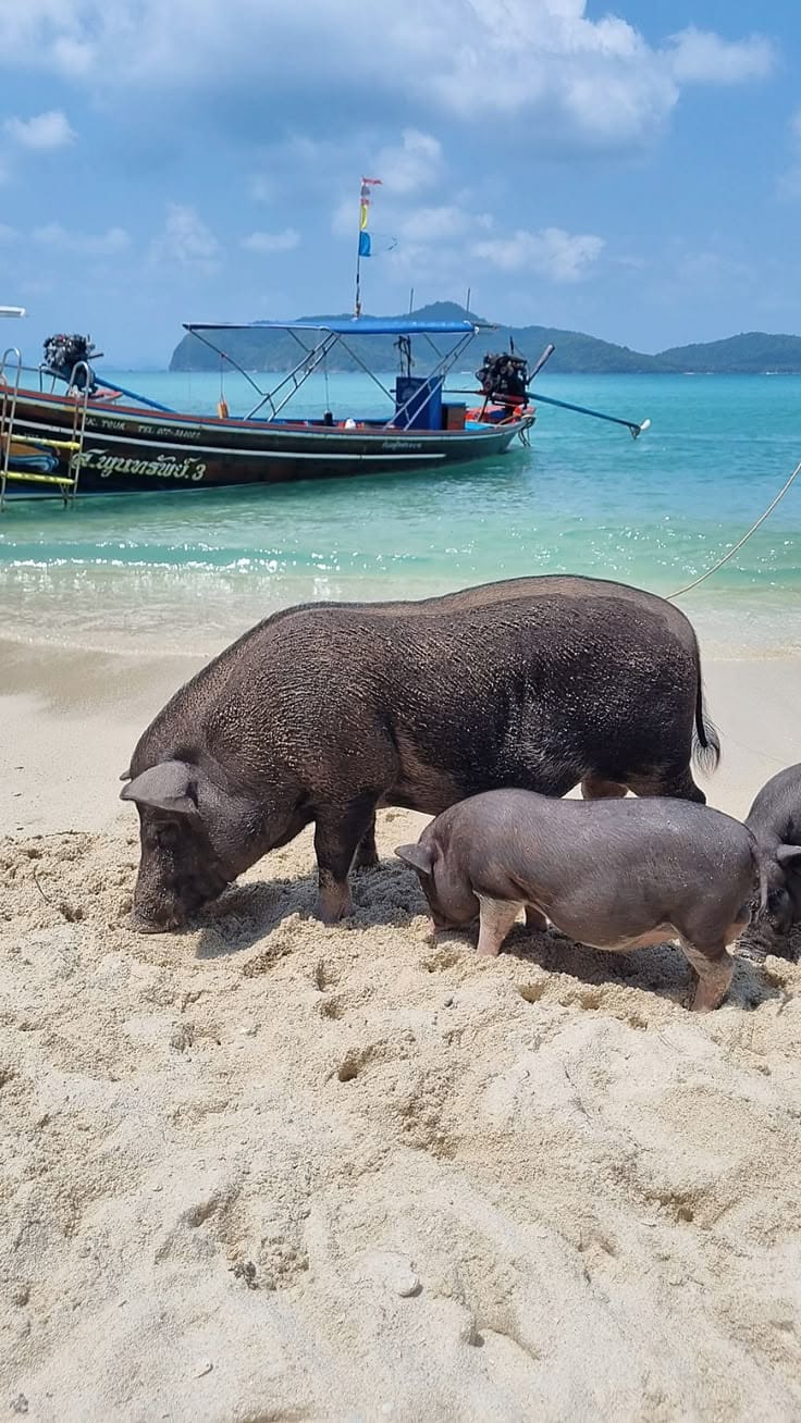 טיול לאי החזירים (קו מאדסום) בקוסמוי (Pig Island Tour Koh Samui (Koh Madsum))